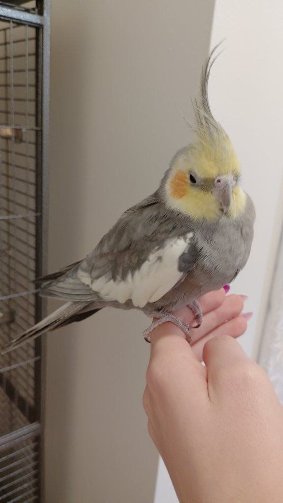 Cockatiel