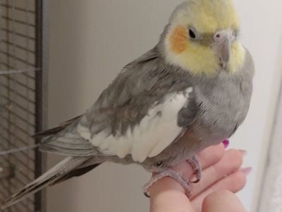 Cockatiel