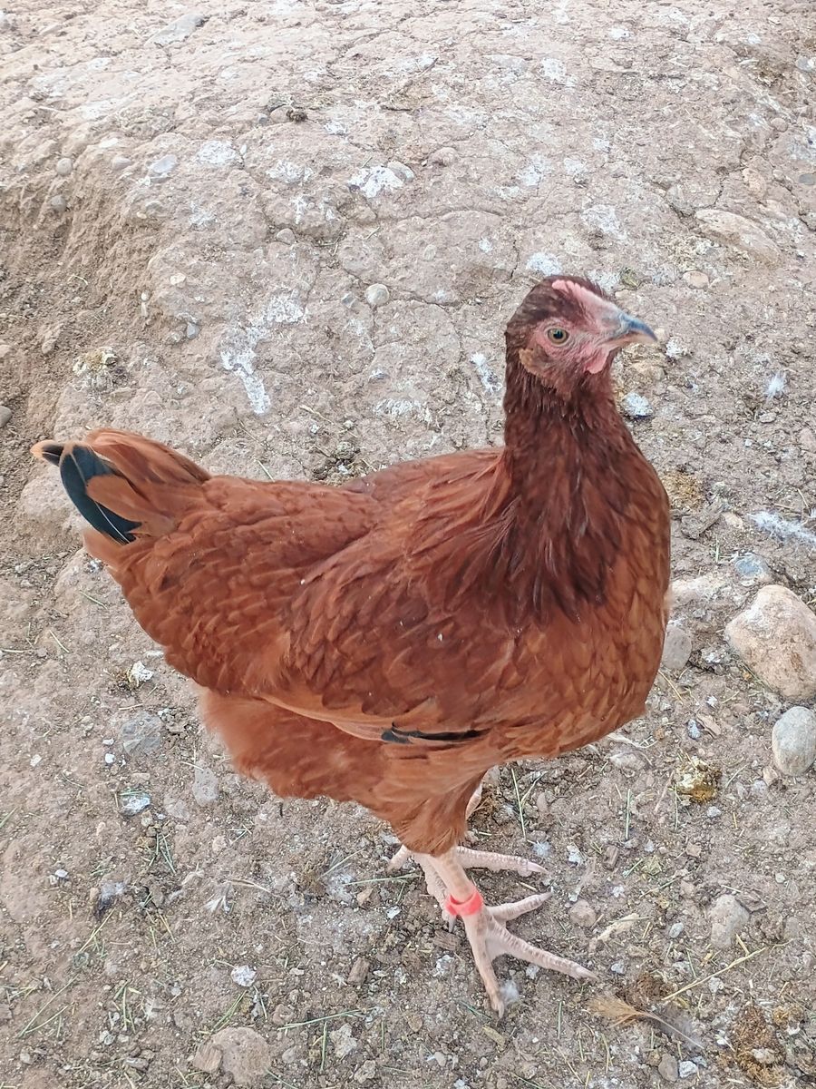 RHODE ISLAND RED Hen Chickens 4 months old for Sale