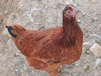 RHODE ISLAND RED Hen Chickens 4 months old for Sale