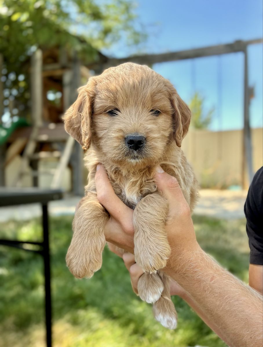 Mini Goldendoodle puppy