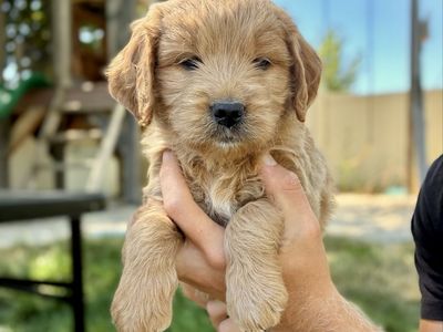 Mini Goldendoodle puppy