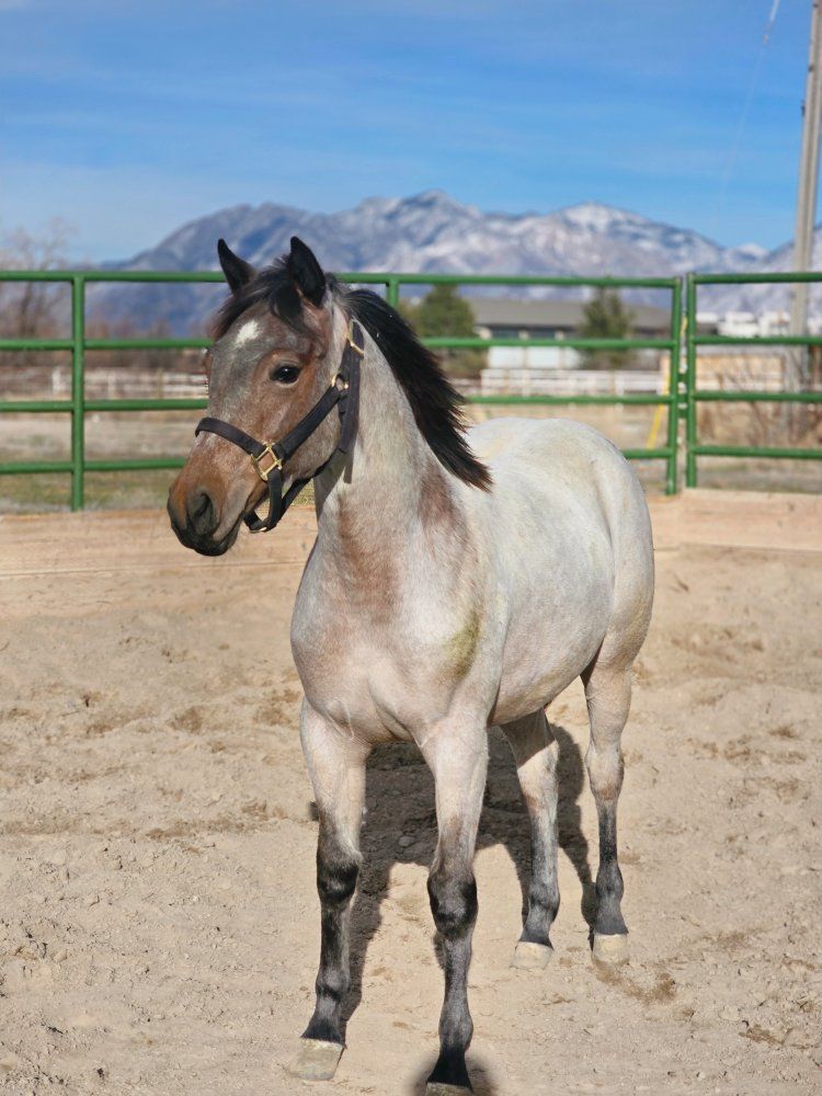 Bautiful Bay Roan Filly