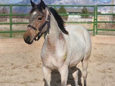 Bautiful Bay Roan Filly
