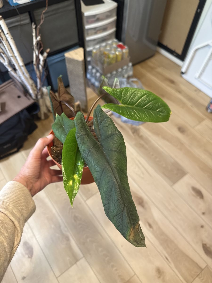 Alocasia Scalprum