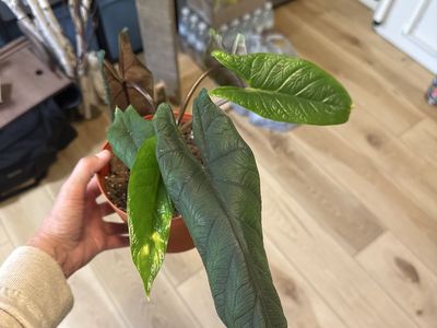 Alocasia Scalprum