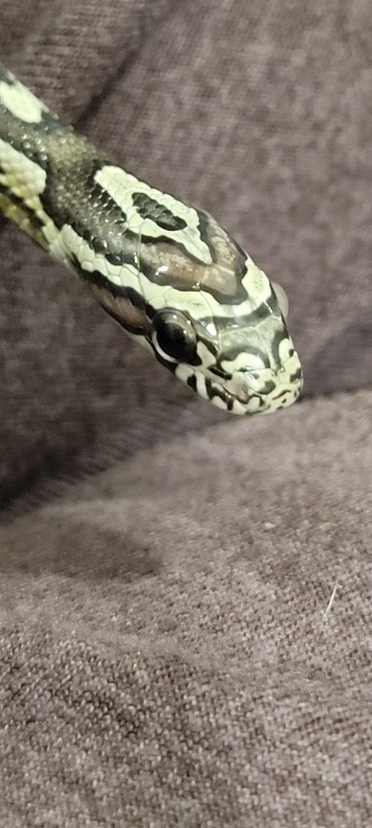 Beautiful 19" Juvenile Anery Corn Snake