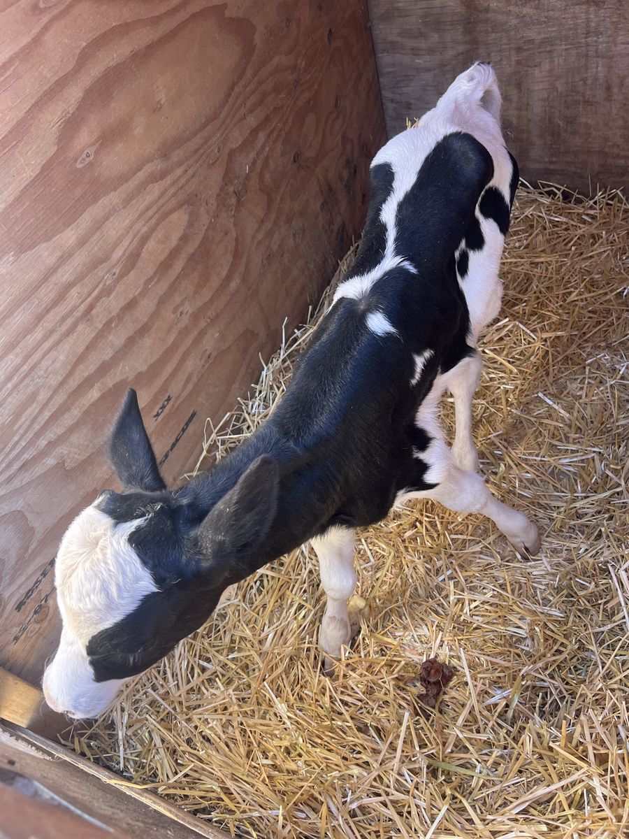 Bottle calves