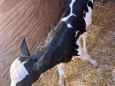 Bottle calves