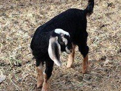 Nubian doeling