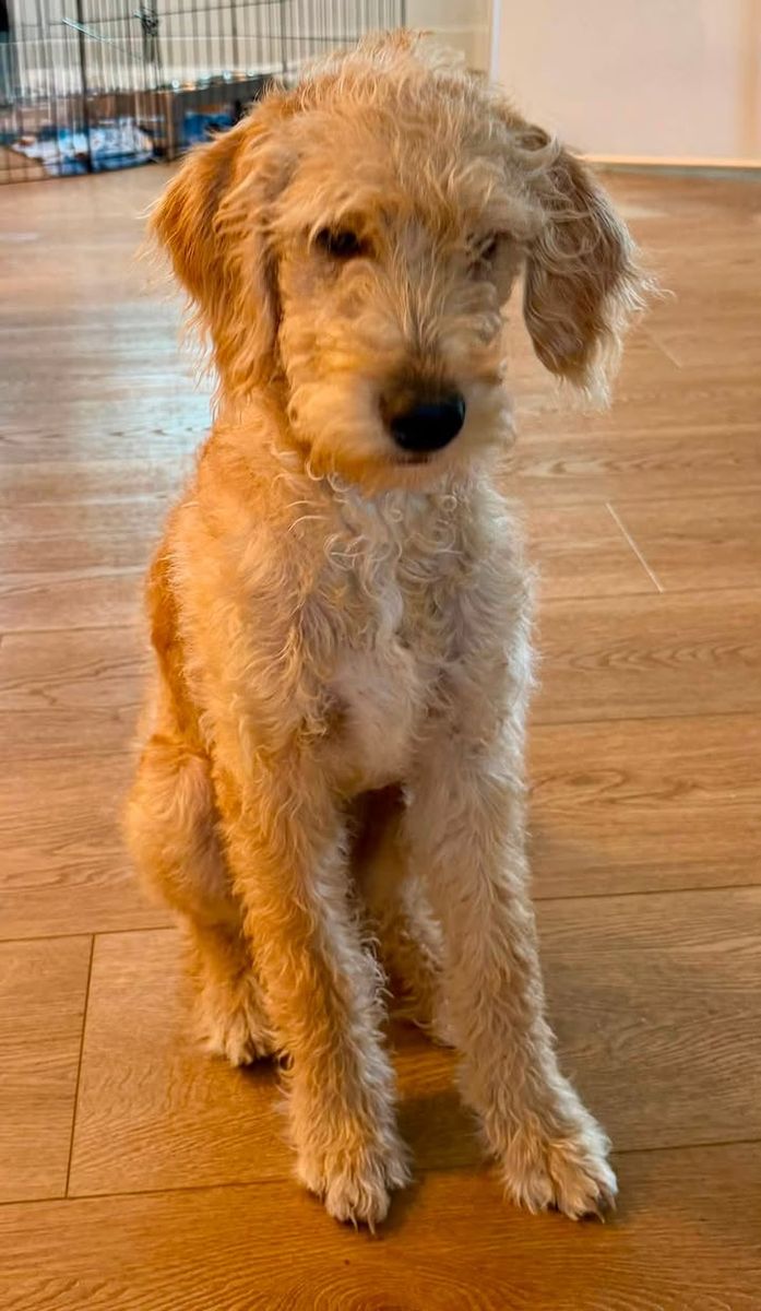 Labradoodle, a great dog for your family