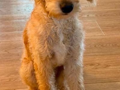 Labradoodle, a great dog for your family