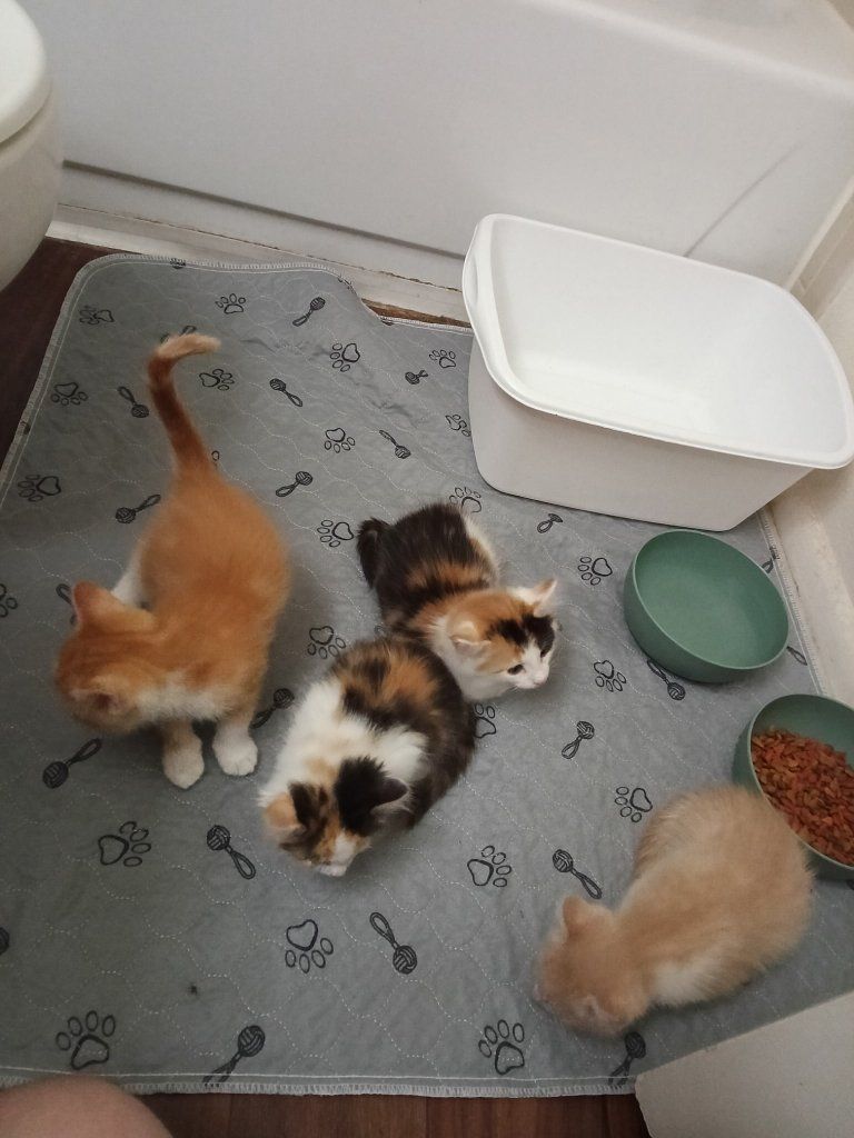Domestic Shorthair Kittens - Calico and Buff Tabby