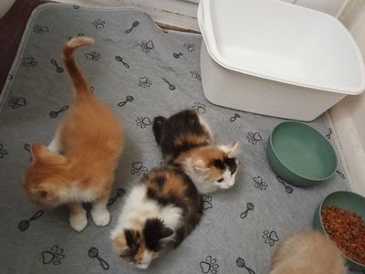 Domestic Shorthair Kittens - Calico and Buff Tabby