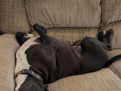 LAB MIX