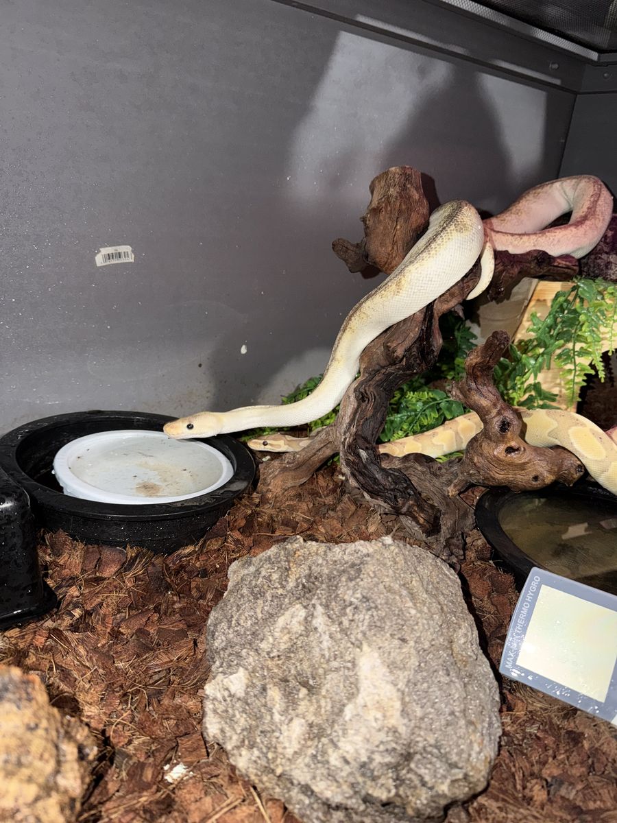 Ball python