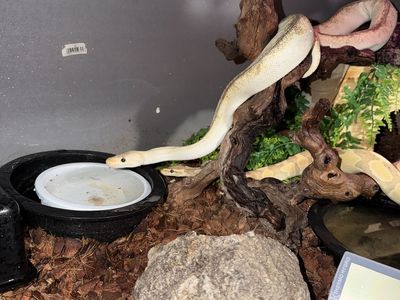 Ball python
