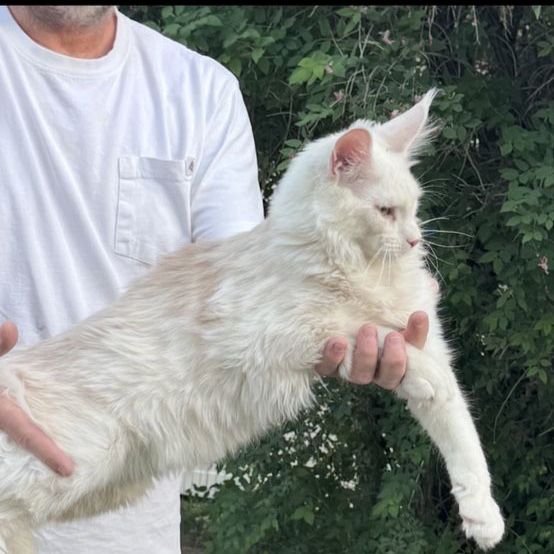 Maine Coon  LARGE Male TICA And CFA