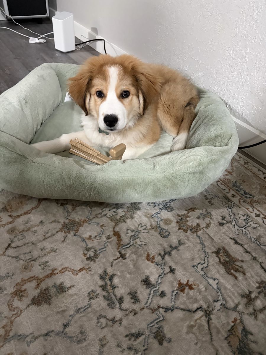 4 month old Bernese Pyrenees mix