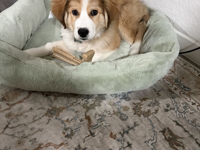 4 month old Bernese Pyrenees mix