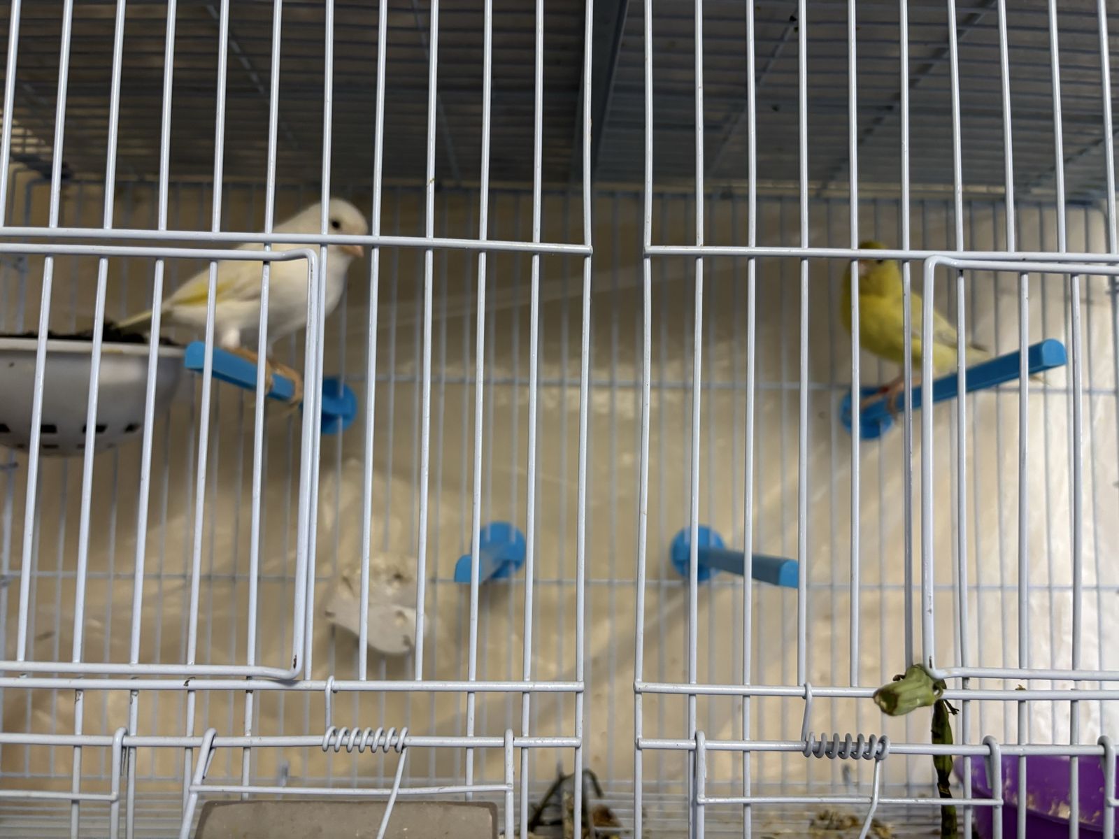 Canary’s 