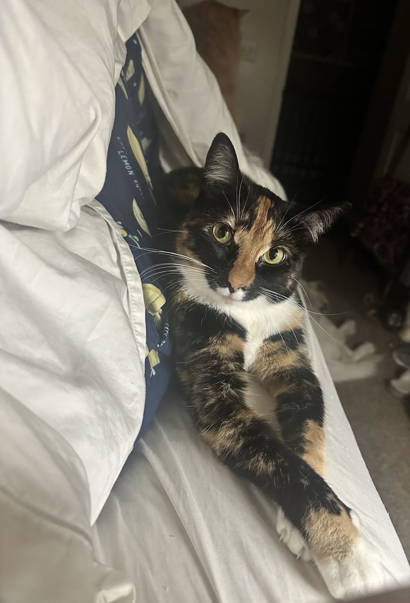 Missing Cat! Freya - Calico, White Mustache - Last Seen 6/26 Hooper, UT - Friendly & Approachable