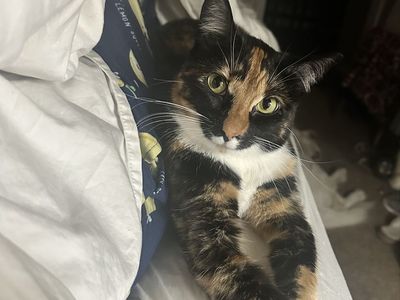 Missing Cat! Freya - Calico, White Mustache - Last Seen 6/26 Hooper, UT - Friendly & Approachable