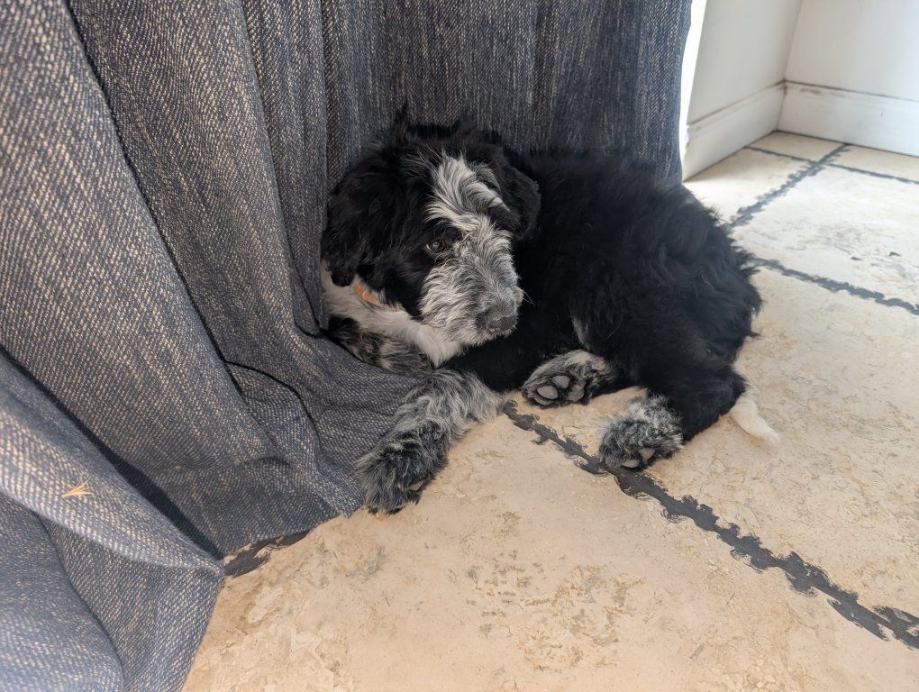 Adorable Doodle