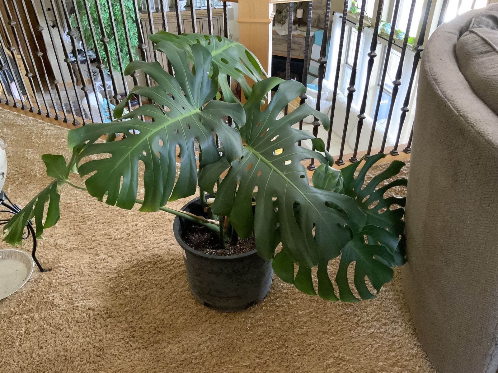 BEAUTIFUL LARGE HEALTHY MONSTERA PLANT. CASH/VENMO ONLY