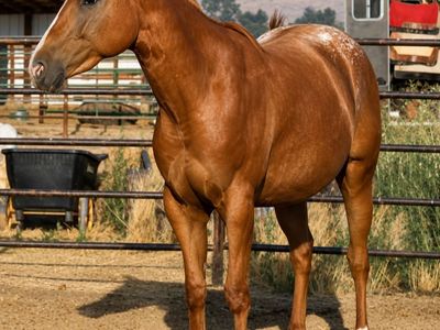Barrel Horse Prospect. 2024 Varnish Roan Filly w/Blanket. Corona Cartel, Murr The Blurr & many more big names.