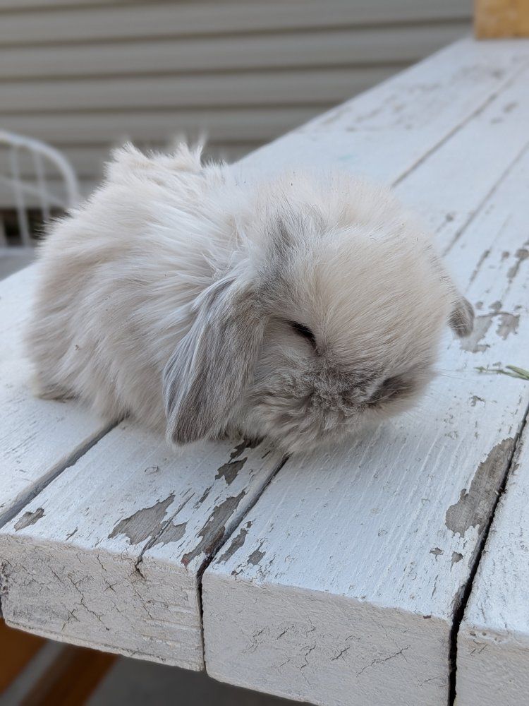Holland Lop Pedigreed baby bunnies!!