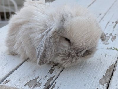 Holland Lop Pedigreed baby bunnies!!