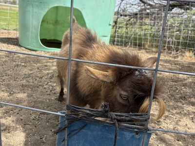 Nigerian Dwarf Buck