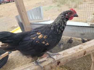 Lots of Young Roosters for Sale!