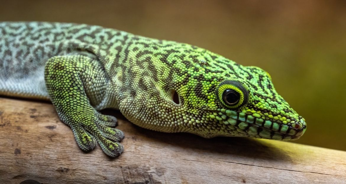 SALE Female Standingi Gecko