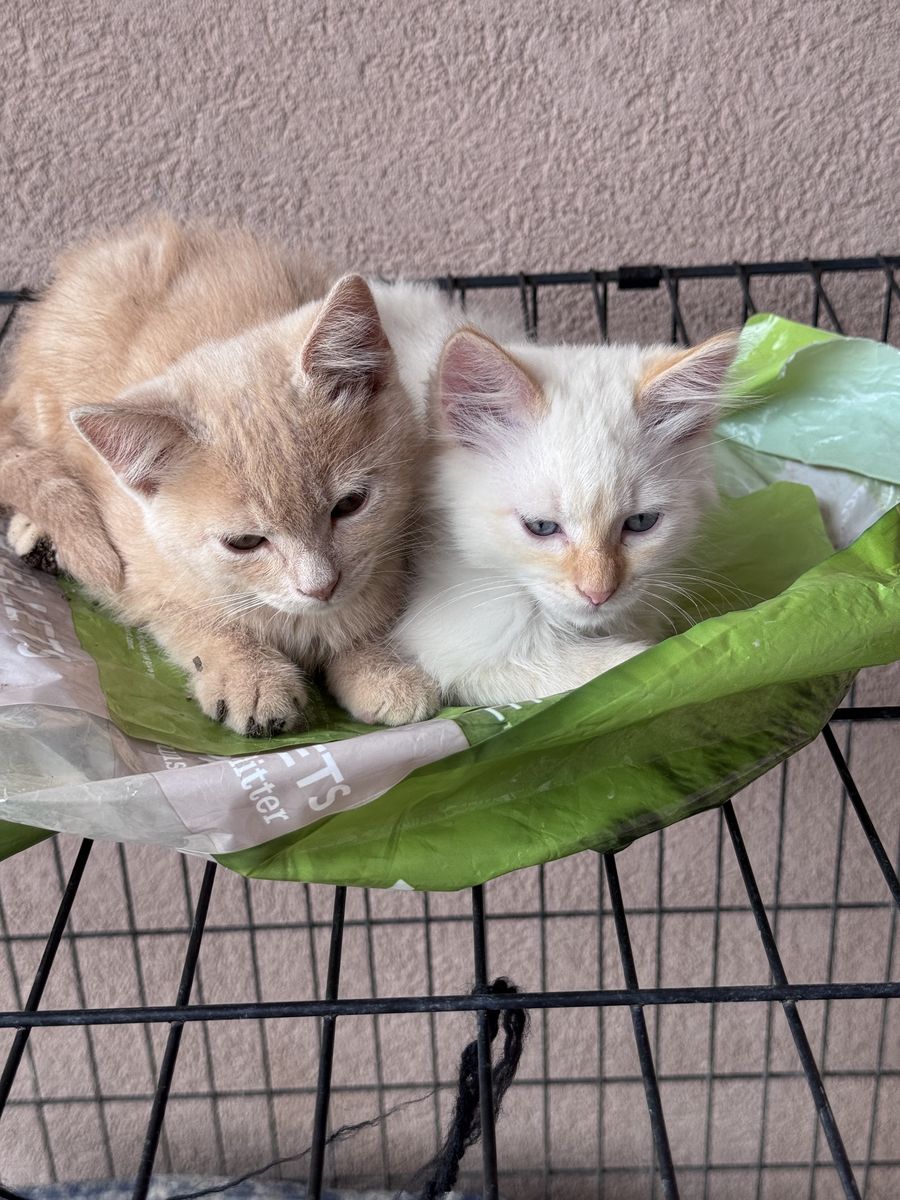 Kittens