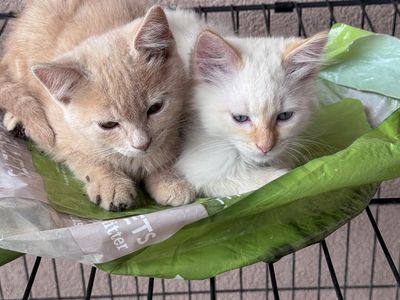 Kittens