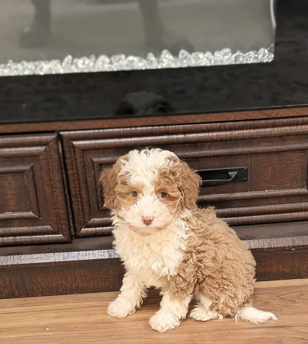 Lemon - Micro Bernedoodle $2000