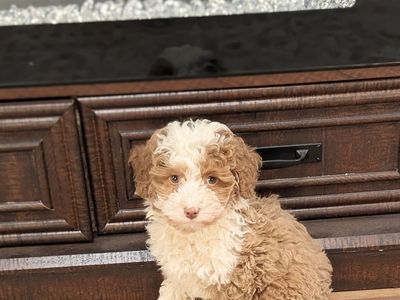 Lemon - Micro Bernedoodle $2000