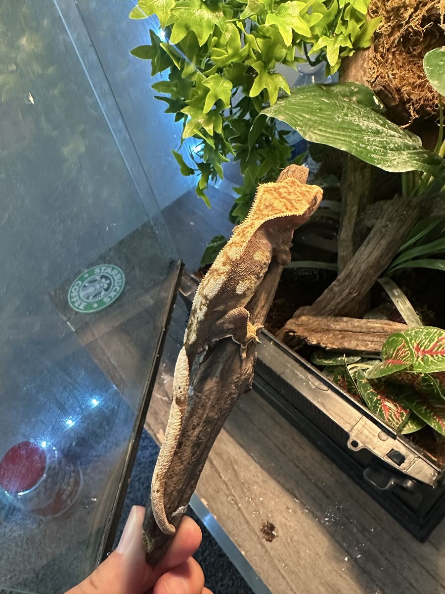 Crested Gecko with tank