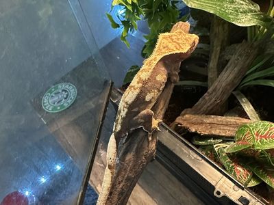 Crested Gecko with tank