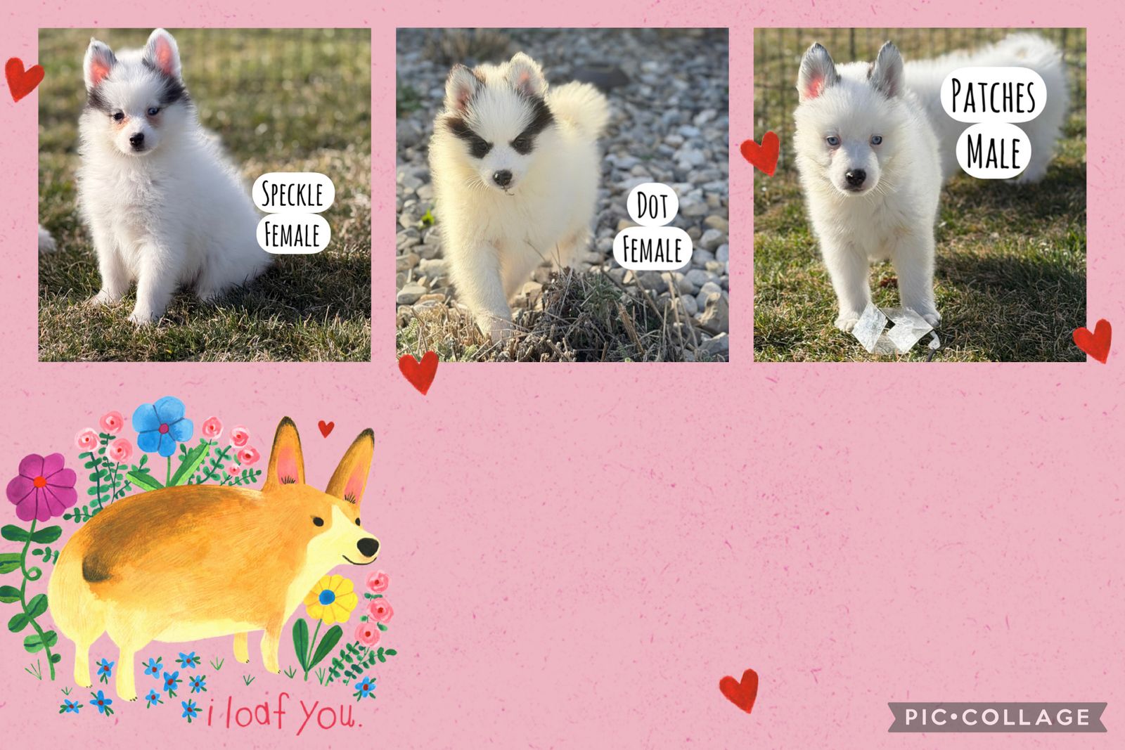 12 Week Pomsky Puppies