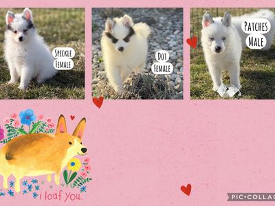 12 Week Pomsky Puppies