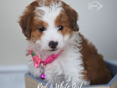 Mini Aussiedoodles Missy and Mini