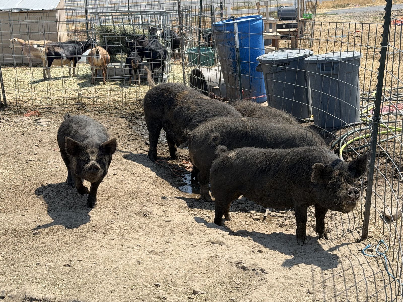 IPP Pigs - Full grown, ready to breed or eat
