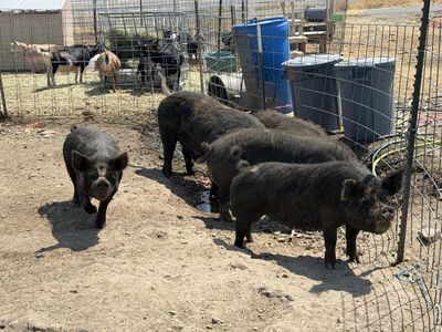 IPP Pigs - Full grown, ready to breed or eat