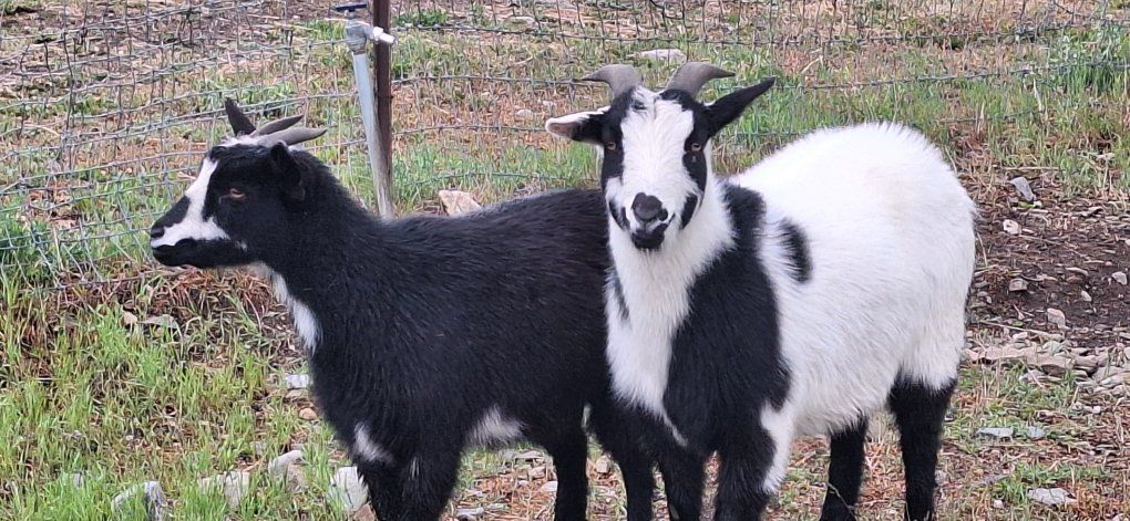 Nigerian Dwarf goats