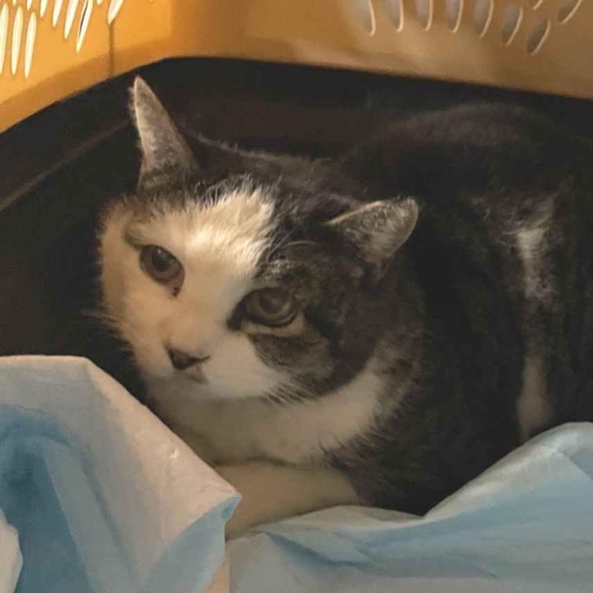 Hello my name is Wheat Thin