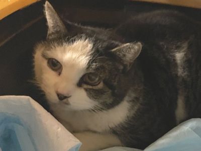 Hello my name is Wheat Thin