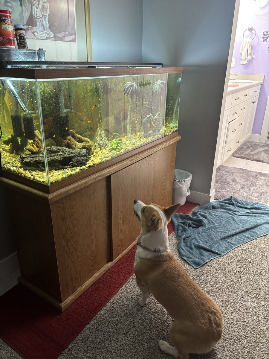 Large 50-gallon Glass Aquarium Tank with Wooden Cabinet Stand and all accessories
